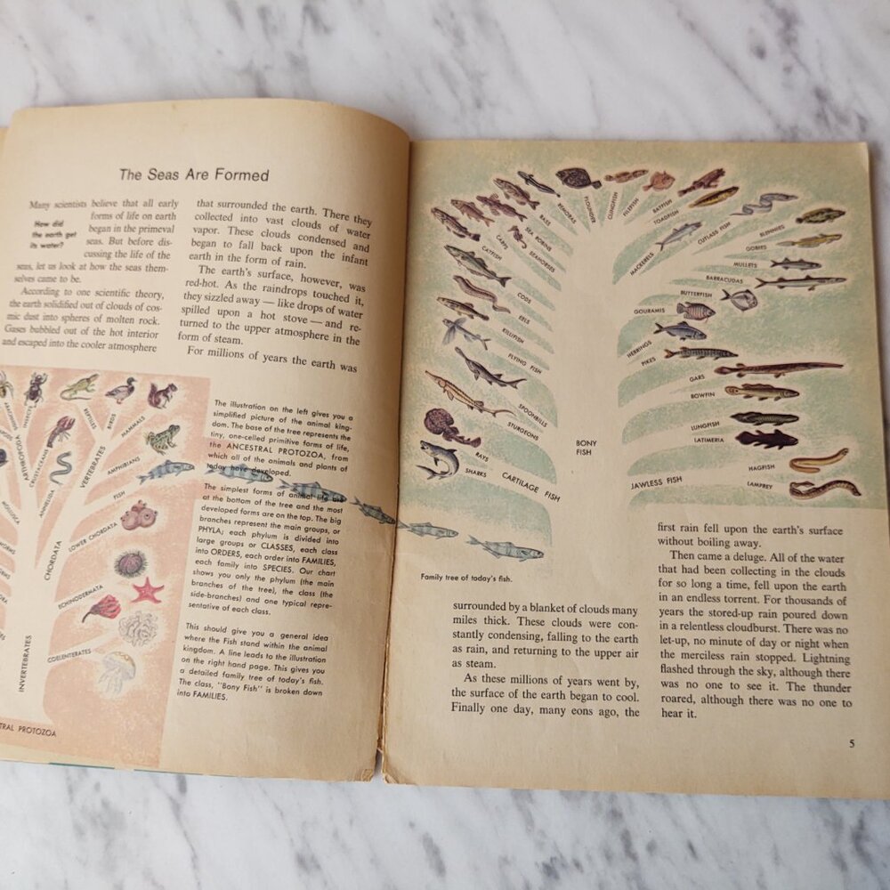 The How And Why Wonder Book Of Fish Geoffrey Coe 5038 Salmon Sharks Eels 1963 - Picture 5 of 10